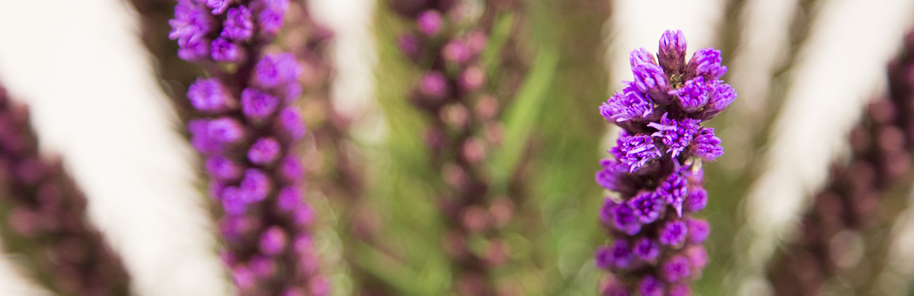 Liatris Scimitar Liatris Scimitar