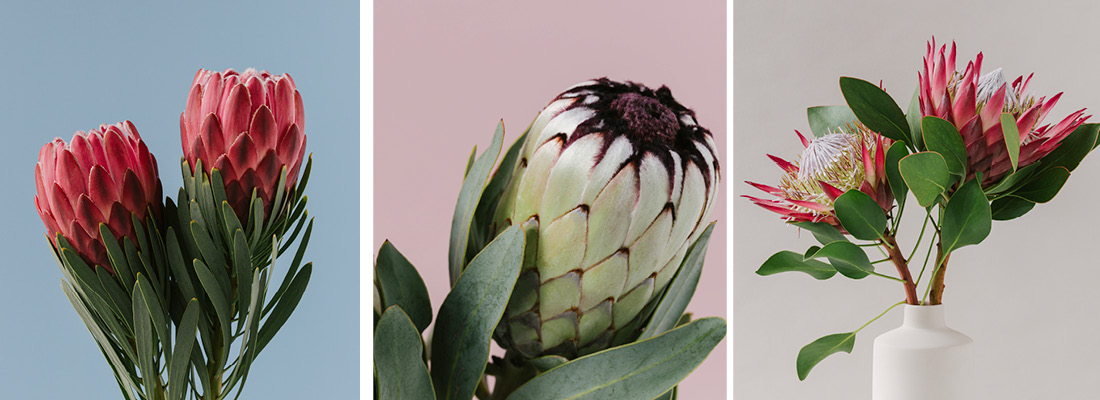 Odilia - Protea varieties