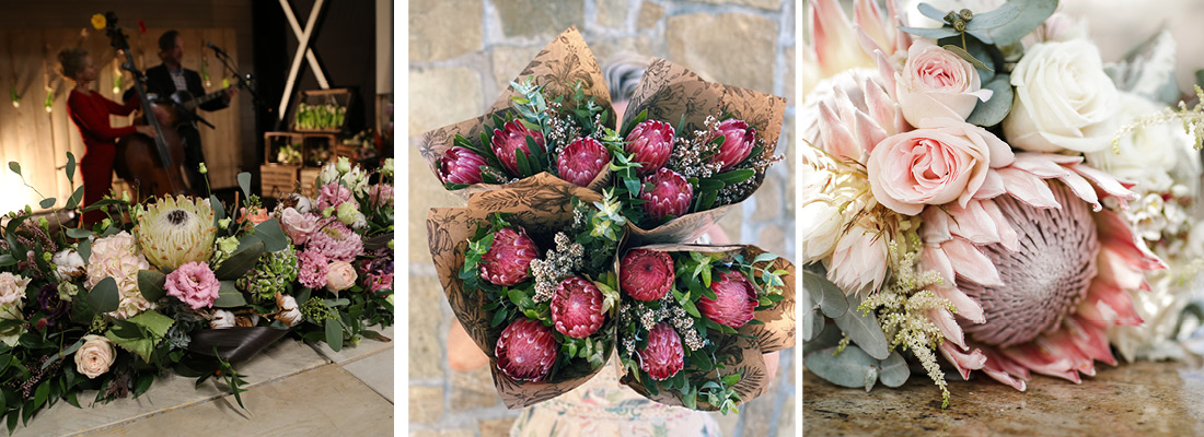 Odilia - Protea varieties