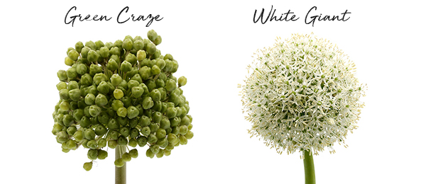 20190724_DI-Allium-varietiesA1.jpg 20190724_DI-Allium-varietiesA1.jpg