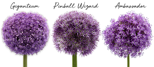 20190724_DI-Allium-varietiesA2.jpg 20190724_DI-Allium-varietiesA2.jpg