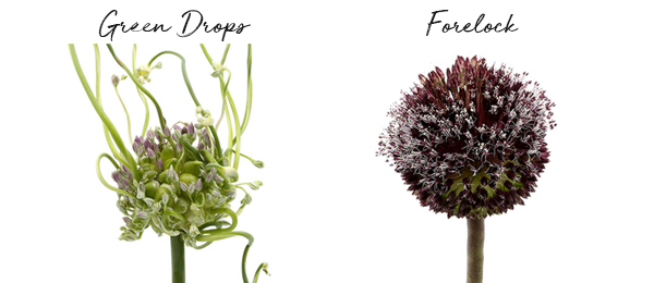 20190724_DI-Allium-varietiesA3.jpg 20190724_DI-Allium-varietiesA3.jpg