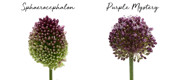 20190724_DI-Allium-varietiesA4.jpg 20190724_DI-Allium-varietiesA4.jpg