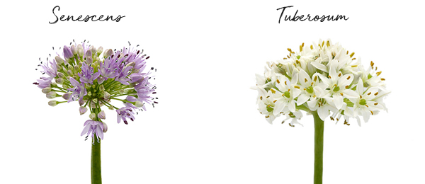 20190724_DI-Allium-varietiesA5.jpg 20190724_DI-Allium-varietiesA5.jpg