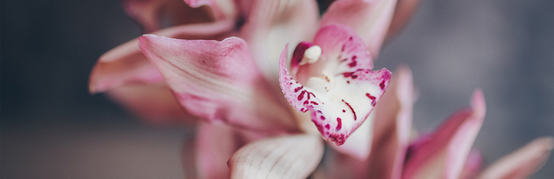20190822_cybidium.jpg 20190822_cybidium.jpg