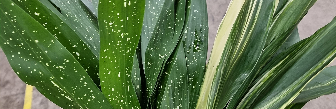 Aspidistra Aspidistra