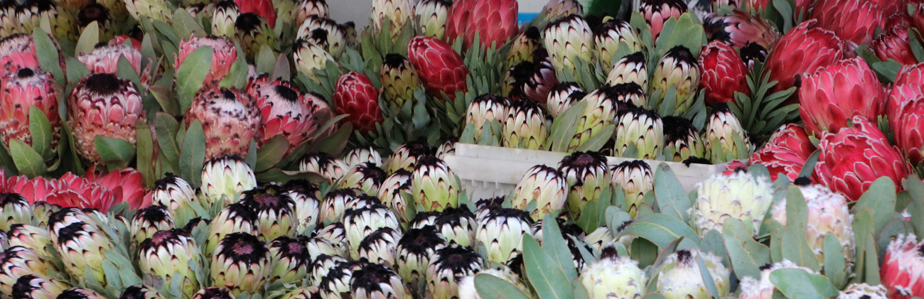 Protea barbigera varieties Protea barbigera varieties