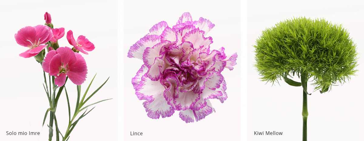 Dianthus