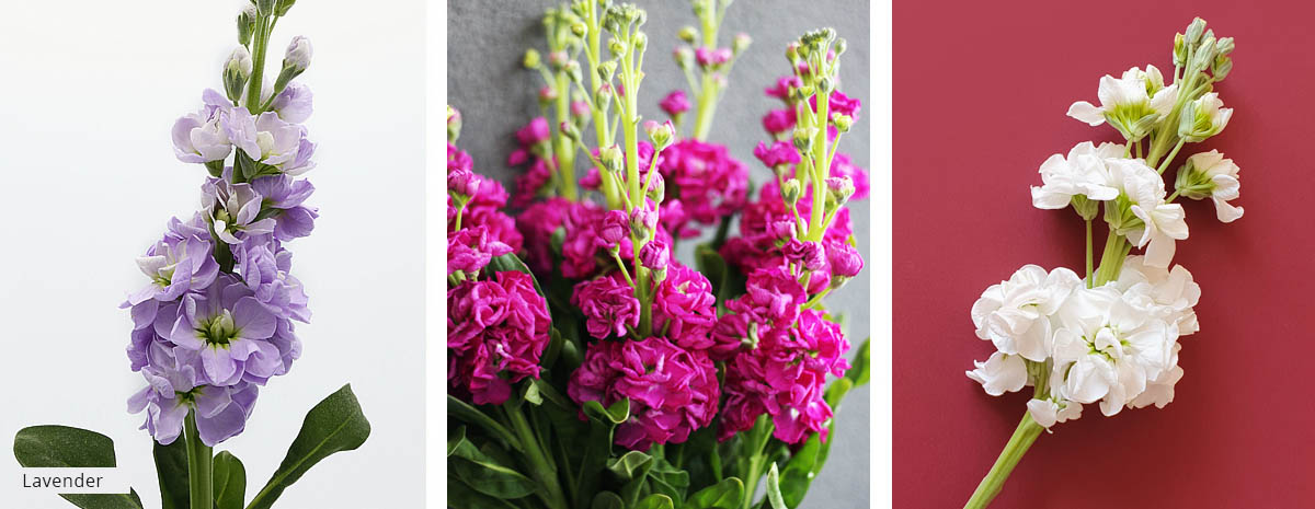 Matthiola
